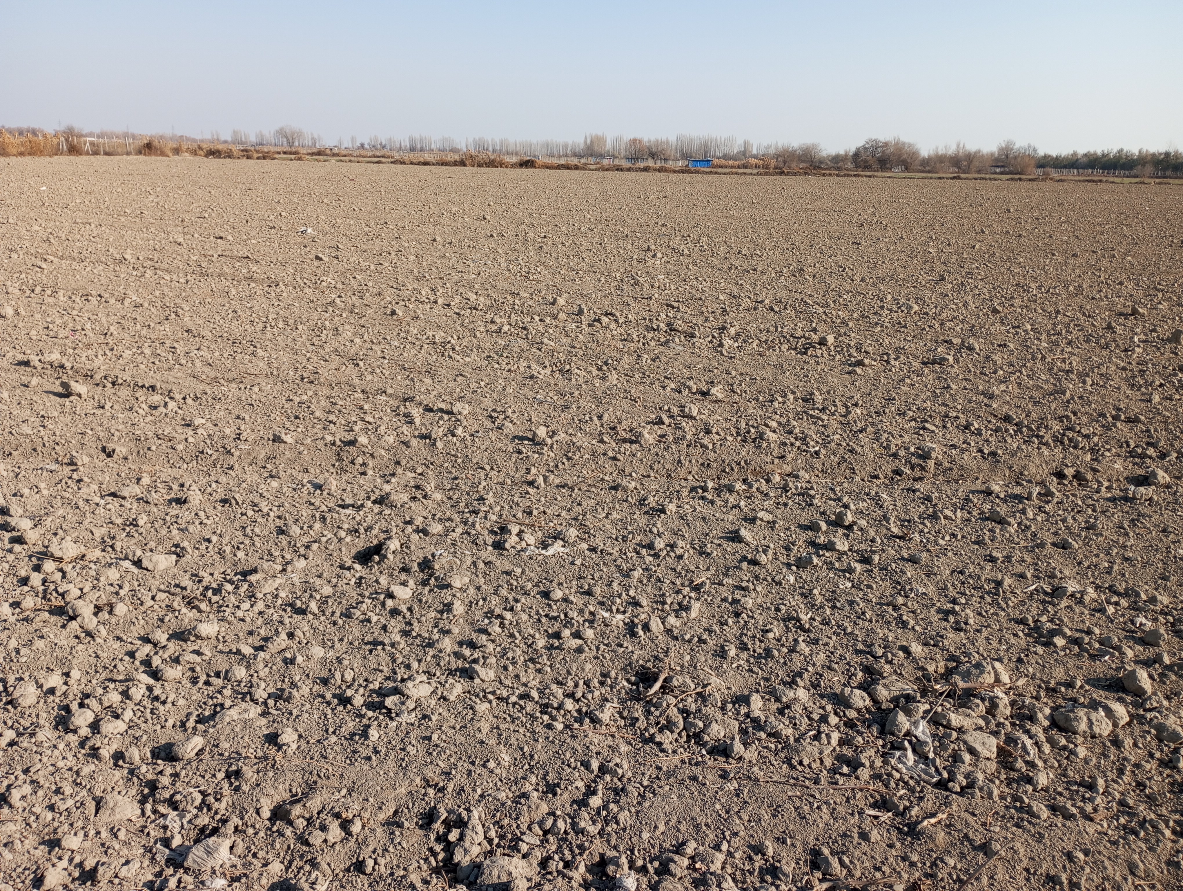 Elaeagnus angustifolia---Фанаты---251115-001